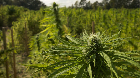 Pluoštinė kanapė, marihuana, thc, cbd, kuo skiriasi cbd nuo thc