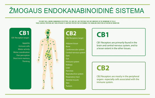 Kas yra endokanabinoidų sistema?