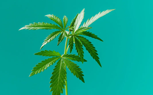 CBD ir THC psychoaktyvumą lemia endokanabinoidų sistema